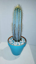 Load image into Gallery viewer, Blue Torch Cactus, Pilosocereus Azureus, Brazilian Blue Cactus, Live Plant, Cactus, Succulent