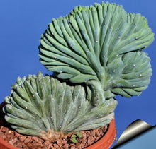 Load image into Gallery viewer, Dinosaur Back (Myrtillocactus geometrizans f. cristata), Crested cactus, succulent, live plant