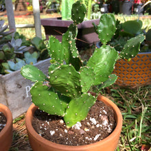 Load image into Gallery viewer, Dwarf Prickly Pear Cactus, Argentina Opuntia