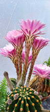 Load image into Gallery viewer, Easter Lilly Cactus, Echinopsis oxygona, cactus flower, cactus, succulent, live plant