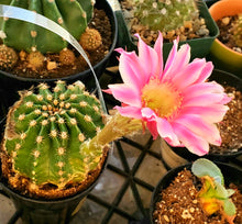 Load image into Gallery viewer, Easter Lilly Cactus, Echinopsis oxygona, cactus flower, cactus, succulent, live plant