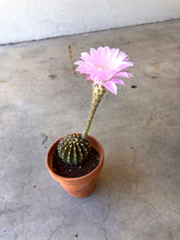 Load image into Gallery viewer, Easter Lilly Cactus, Echinopsis oxygona, cactus flower, cactus, succulent, live plant