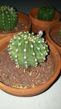 Load image into Gallery viewer, Easter Lilly Cactus, Echinopsis oxygona, cactus flower, cactus, succulent, live plant