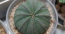 Load image into Gallery viewer, Obesa, baseball plant, succulent, cactus, live plant