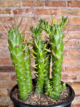 Load image into Gallery viewer, Eve's Pin, Austrocylindropuntia subulata,