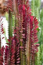 Load image into Gallery viewer, African Milk Tree – Euphorbia trigona Rubra or Green Live Succulent, Tall Cactus-Like Plant, Easy Indoor or Patio Grower
