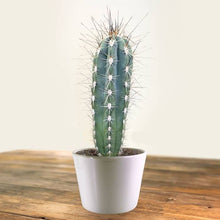 Load image into Gallery viewer, Toothpick cactus, Stetsonia coryne, Cactus, Succulent, Live Plant