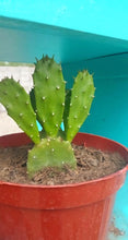 Load image into Gallery viewer, Dwarf Prickly Pear Cactus, Argentina Opuntia