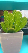 Load image into Gallery viewer, Dwarf Prickly Pear Cactus, Argentina Opuntia