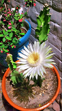 Load image into Gallery viewer, Epiphyllum, Orchid Cactus, RARE, Moon Bloom, cactus flower, cactus, succulent