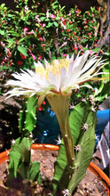 Load image into Gallery viewer, Epiphyllum, Orchid Cactus, RARE, Moon Bloom, cactus flower, cactus, succulent