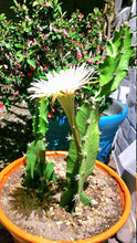 Load image into Gallery viewer, Epiphyllum, Orchid Cactus, RARE, Moon Bloom, cactus flower, cactus, succulent