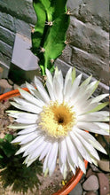 Load image into Gallery viewer, Epiphyllum, Orchid Cactus, RARE, Moon Bloom, cactus flower, cactus, succulent