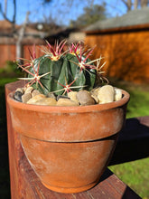 Load image into Gallery viewer, Devils Tongue Barrel Cactus, Ferocactus latispinus, fish hook cactus, barrel cactus, cactus, succulent, live plant
