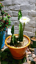 Load image into Gallery viewer, Epiphyllum, Orchid Cactus, RARE, Moon Bloom, cactus flower, cactus, succulent
