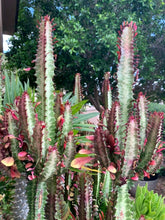 Load image into Gallery viewer, African Milk Tree – Euphorbia trigona Rubra or Green Live Succulent, Tall Cactus-Like Plant, Easy Indoor or Patio Grower