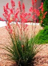Load image into Gallery viewer, Red Yucca – Hesperaloe parviflora Live Plant, Drought-Tolerant Flowering Succulent, Coral Blooming Yucca, Xeriscape Favorite
