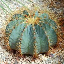Load image into Gallery viewer, Blue golden barrel cactus, Ferocactus glaucescens, blue barre