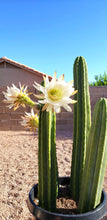 Load image into Gallery viewer, San Pedro, Echinopsis pachanois,Trichocereus Pachanoi, Cactus, Succulent, Live Plant