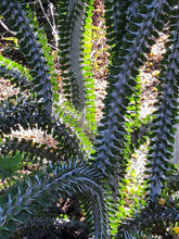 Load image into Gallery viewer, Madagascar ocotillo, African Ocotillo, Alluaudia procera