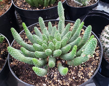 Load image into Gallery viewer, Medusa's Head Cactus, flanaganii, muirii, caput-medusa, cactus, succulent, Live Plant