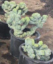 Load image into Gallery viewer, Dinosaur Back (Myrtillocactus geometrizans f. cristata), Crested cactus, succulent, live plant