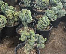 Load image into Gallery viewer, Dinosaur Back (Myrtillocactus geometrizans f. cristata), Crested cactus, succulent, live plant
