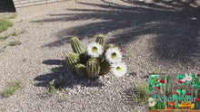Load and play video in Gallery viewer, Argentine Giant Cactus – Echinopsis candicans Live Cactus Plant, Night Blooming White Flowers, Drought-Tolerant Landscape