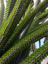 Load image into Gallery viewer, Madagascar ocotillo, African Ocotillo, Alluaudia procera