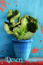 Load image into Gallery viewer, Crested Eve's Needle, Austrocylindropuntia subulata Cristata, crested cactus, cactus, succulent, live plant