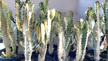 Load image into Gallery viewer, Euphorbia White Ghost – Euphorbia Lactea Live Succulent Cactus, Dragon Bones Tree, Grey Ghost, Candelabra Spurge Plant