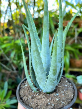 Load image into Gallery viewer, Blue Elf Aloe