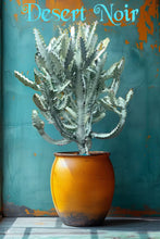 Load image into Gallery viewer, Euphorbia White Ghost – Euphorbia Lactea Live Succulent Cactus, Dragon Bones Tree, Grey Ghost, Candelabra Spurge Plant