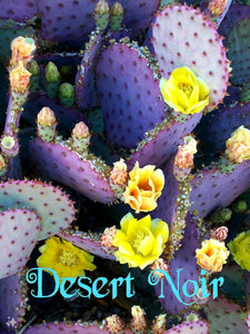 Santa Rita Prickly Pear cactus, Opuntia Violacea, Prickly Pear, live plant, cactus, succulent