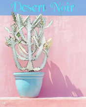 Load image into Gallery viewer, Euphorbia White Ghost – Euphorbia Lactea Live Succulent Cactus, Dragon Bones Tree, Grey Ghost, Candelabra Spurge Plant