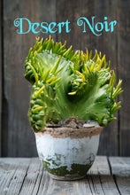 Load image into Gallery viewer, Crested Eve's Needle, Austrocylindropuntia subulata Cristata, crested cactus, cactus, succulent, live plant