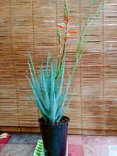 Load image into Gallery viewer, Blue Elf Aloe