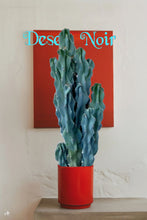 Load image into Gallery viewer, Cereus Peruvianus Monstrose, moon blooming