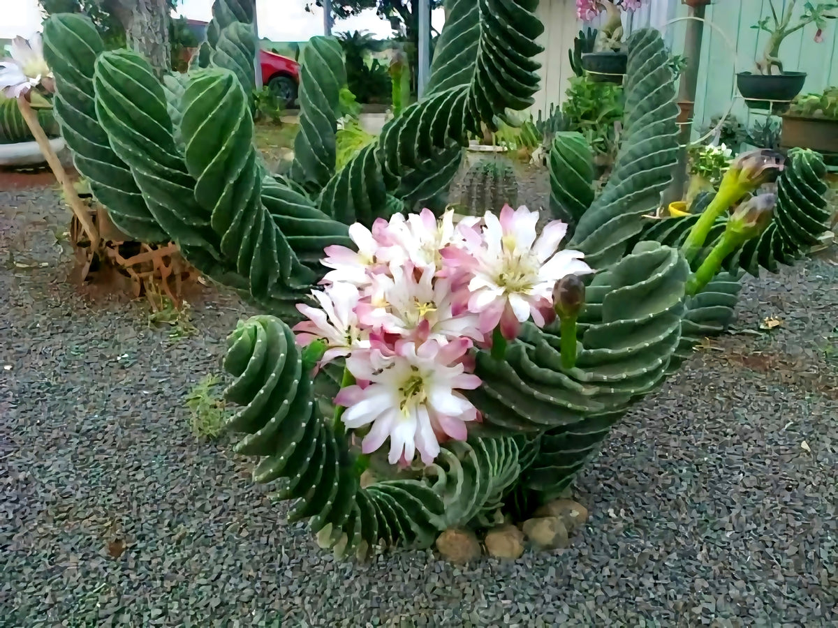 Spiral Cactus, Forbesii Spiralis, Cereus hildmannianus f. tortuosus, –  Desert Noir