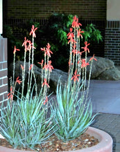 Load image into Gallery viewer, Blue Elf Aloe