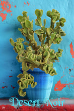 Load image into Gallery viewer, Crazy Bunny Ears, Opuntia Microdasys Monstrose, Cactus, Succulent