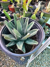 Load image into Gallery viewer, King Ferdinand Agave, King Of The Agave, Nickelsiae