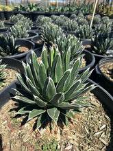 Load image into Gallery viewer, Agave Victoriae-Reginae – Queen Victoria Agave Live Succulent, Rare Compact Rosette, Drought-Tolerant Desert Plant