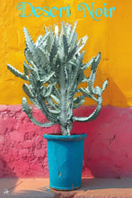Load image into Gallery viewer, Euphorbia White Ghost – Euphorbia Lactea Live Succulent Cactus, Dragon Bones Tree, Grey Ghost, Candelabra Spurge Plant