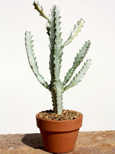 Load image into Gallery viewer, Euphorbia White Ghost – Euphorbia Lactea Live Succulent Cactus, Dragon Bones Tree, Grey Ghost, Candelabra Spurge Plant