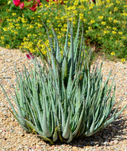 Load image into Gallery viewer, Blue Elf Aloe