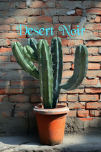 Load image into Gallery viewer, Blue Myrtle Cactus – Myrtillocactus geometrizans Live Cactus, Blue Candle Succulent, Columnar Desert Plant