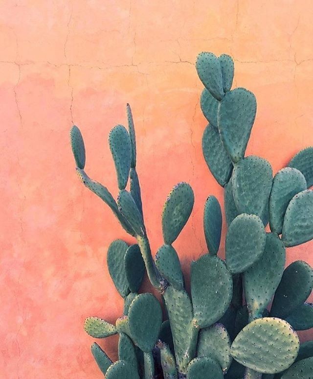 non prickly pear cactus Nopal, Opuntia, prickly pear, cactus – Desert Noir