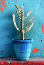 Load image into Gallery viewer, Euphorbia White Ghost – Euphorbia Lactea Live Succulent Cactus, Dragon Bones Tree, Grey Ghost, Candelabra Spurge Plant