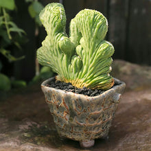 Load image into Gallery viewer, Rare Crested Cereus Peruvianus Monstrose, crested cactus, live plant
